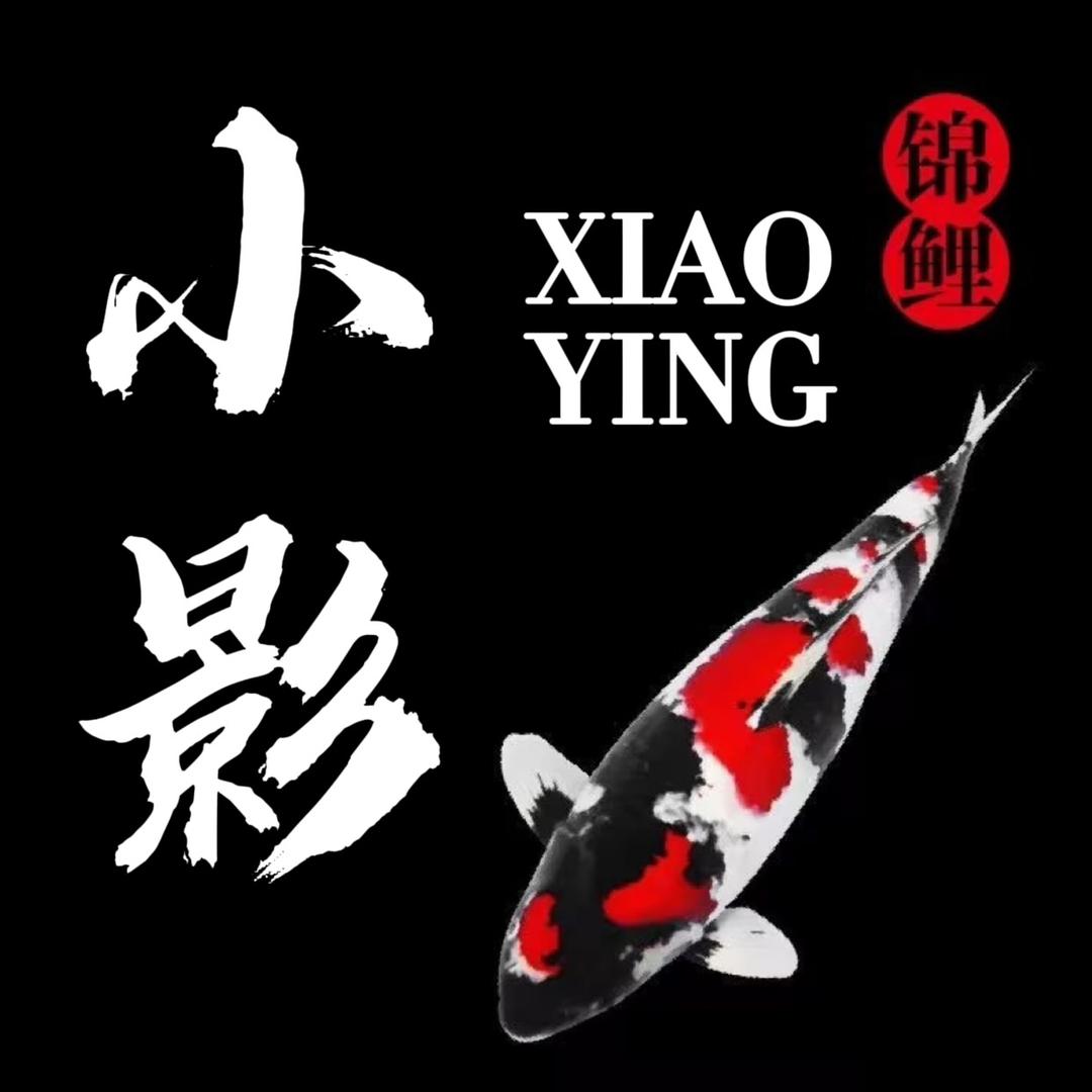 小影锦鲤养殖场