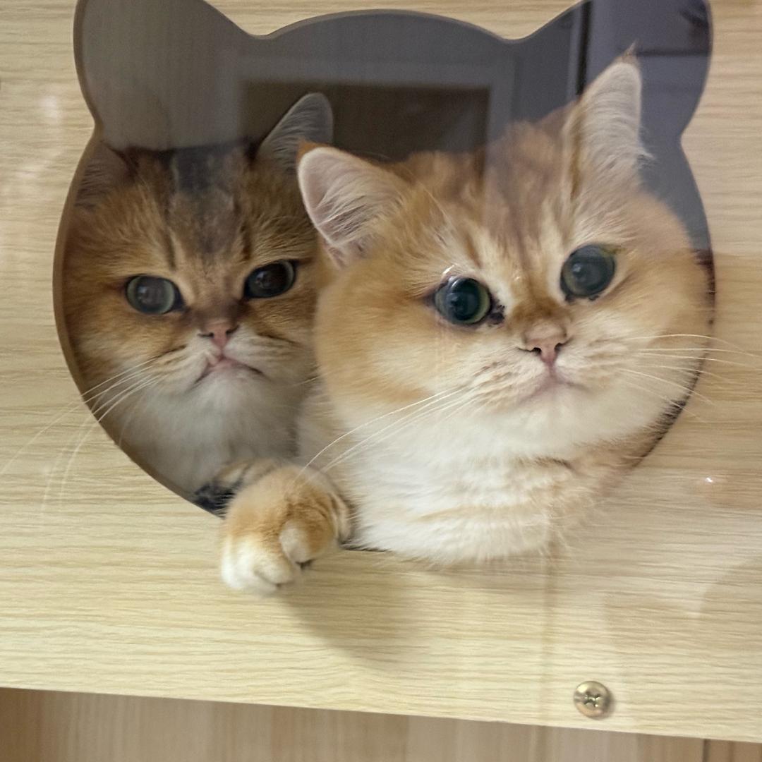 团团 ——圆圆