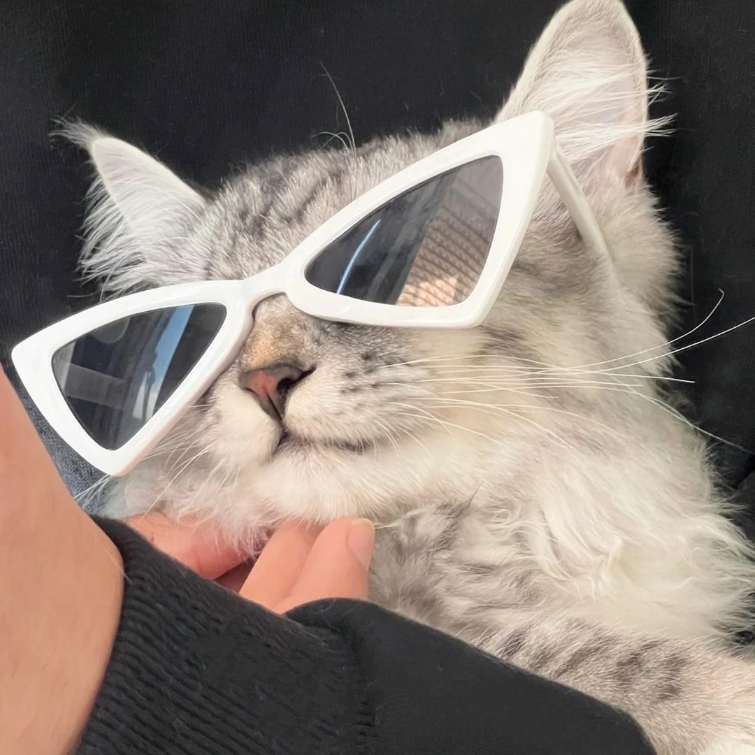 国名小奶猫