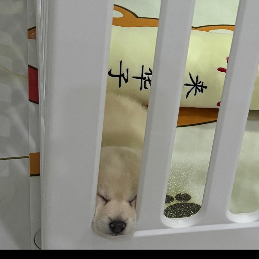 福宝是只吞金兽