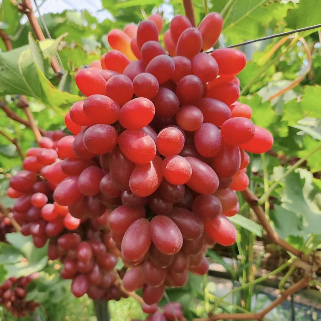 青禾四季果业供应链