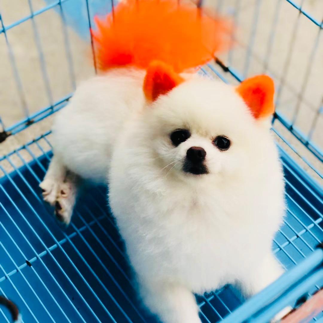 名犬宠物