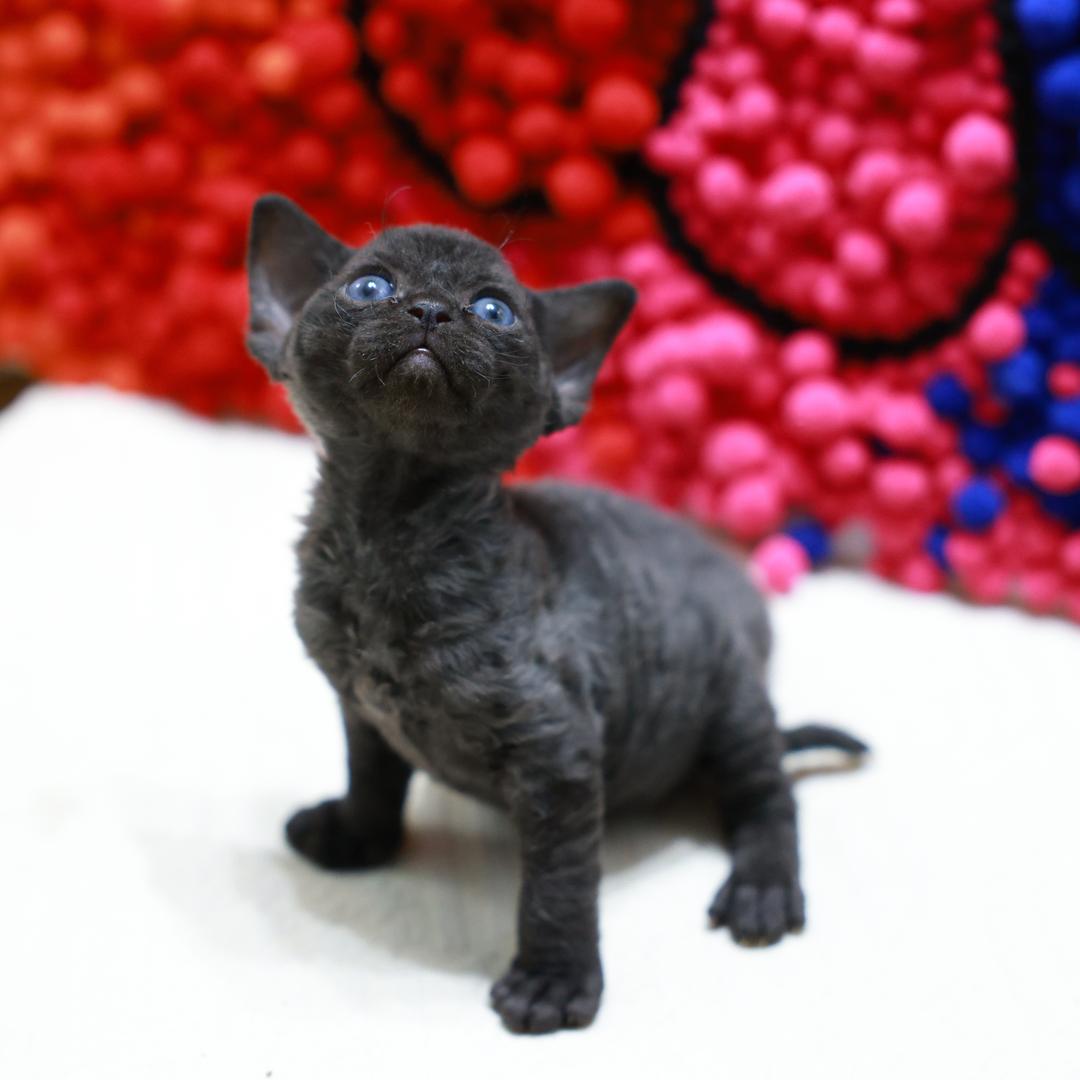 十八个@德文家长