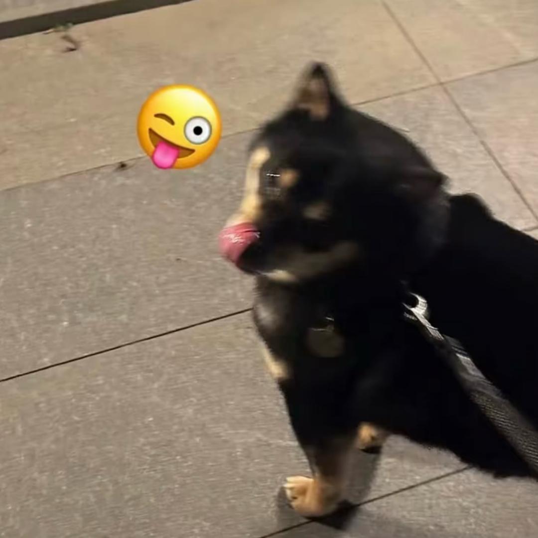 小狗热不热