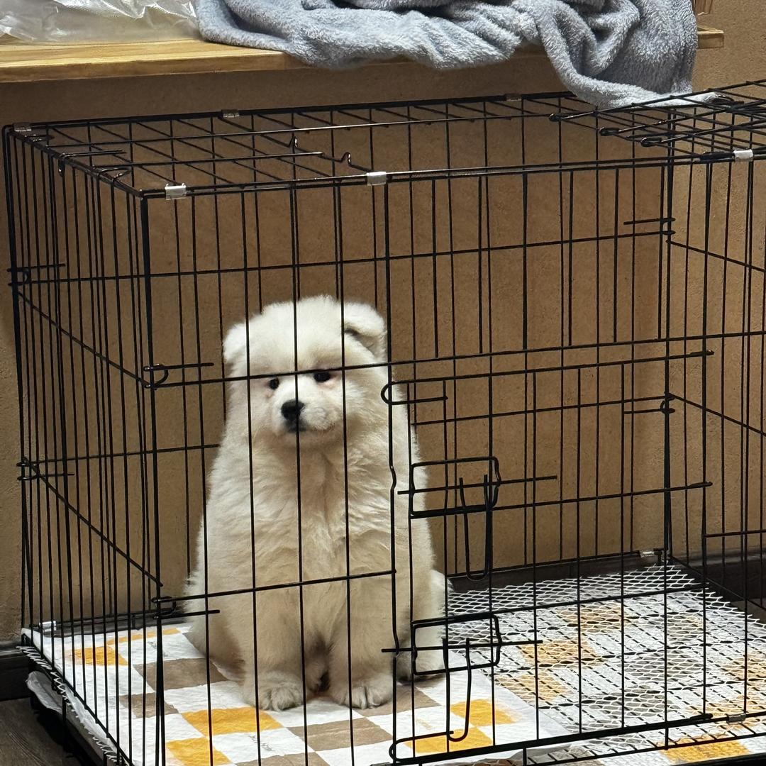 苏苏娱乐