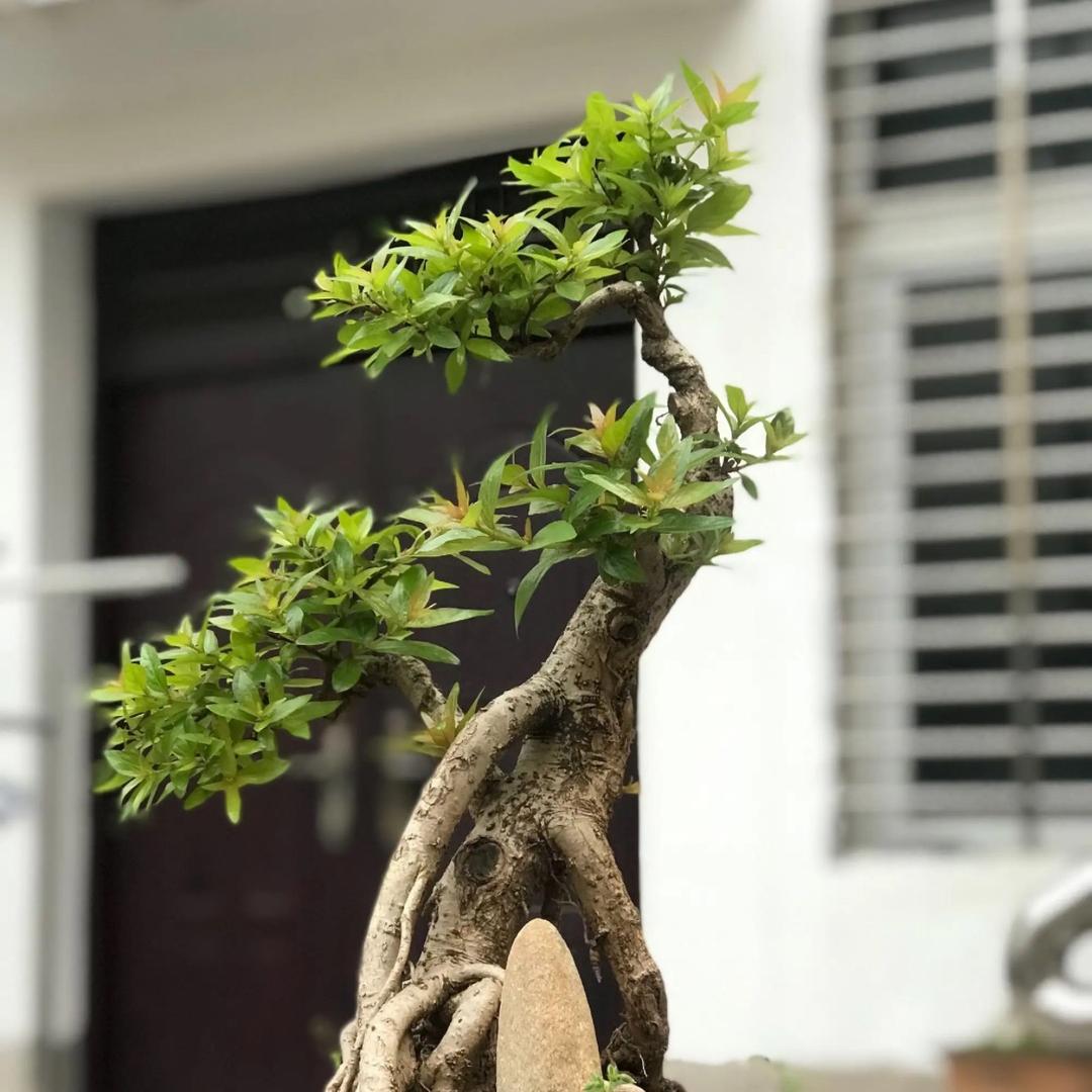 山哈人家绿植店