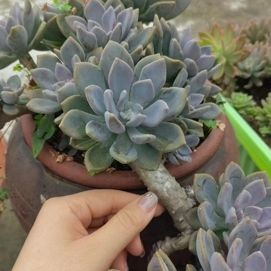 🌻岁月静好🌻
