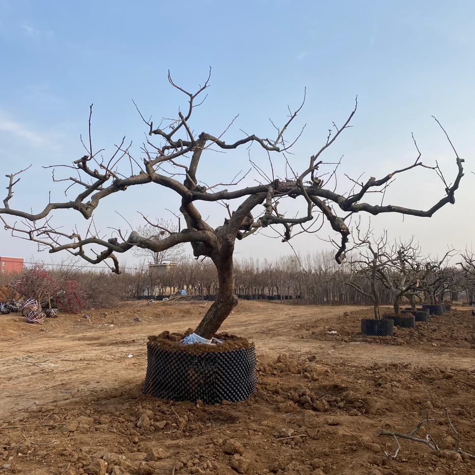 尚屯花卉苗木园艺基地(每天直播)