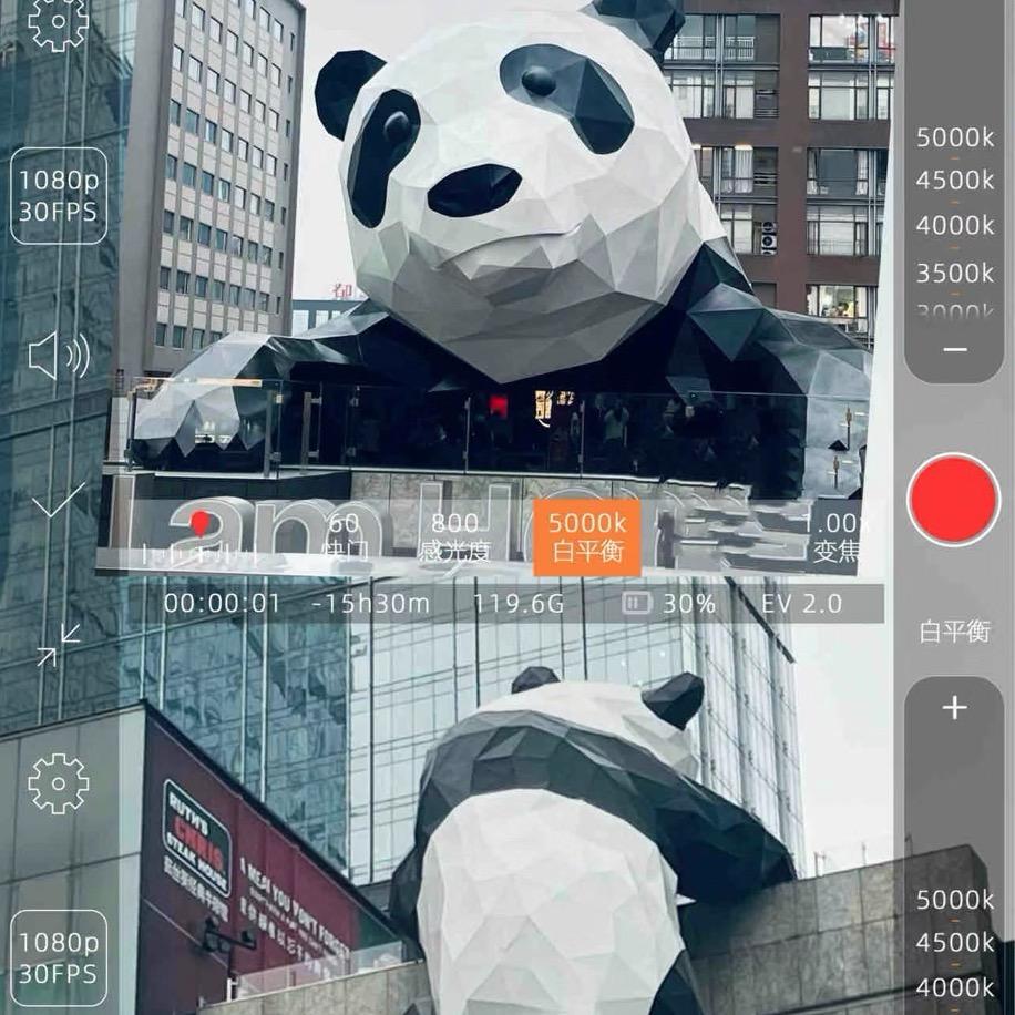 花花田园犬（五黑五红土松）