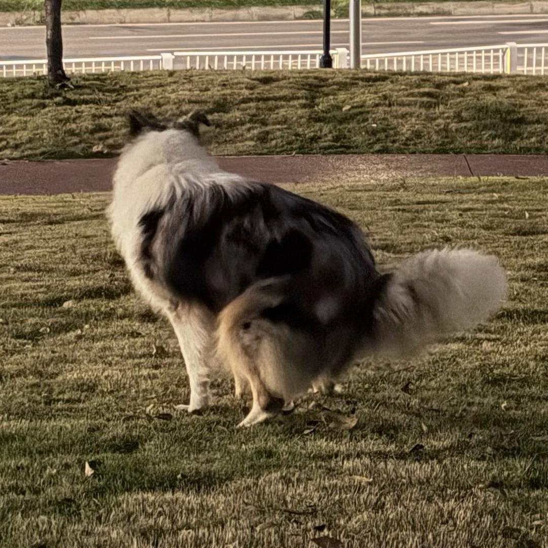 能拉屎就是好屁股