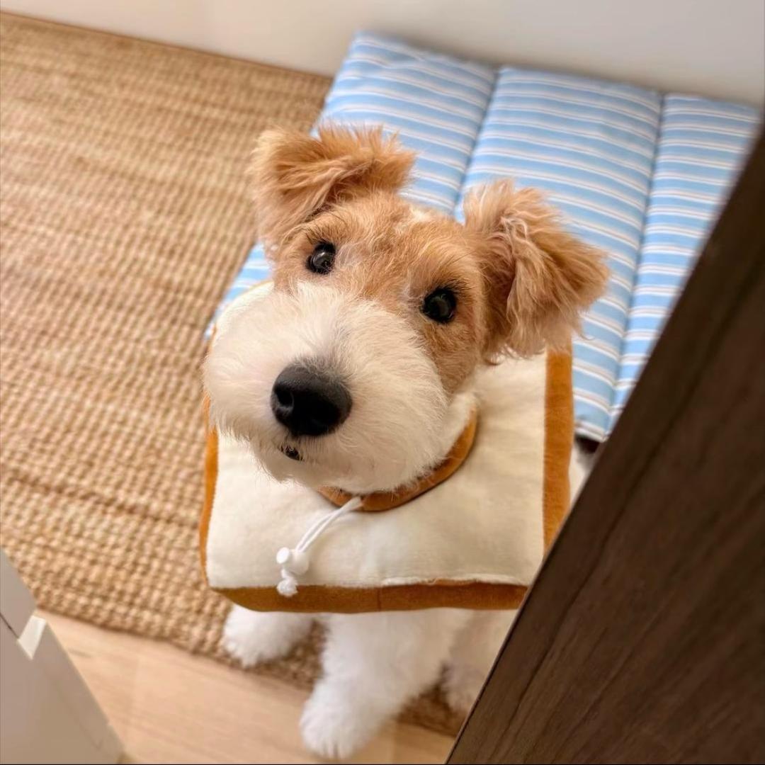 爱是啥