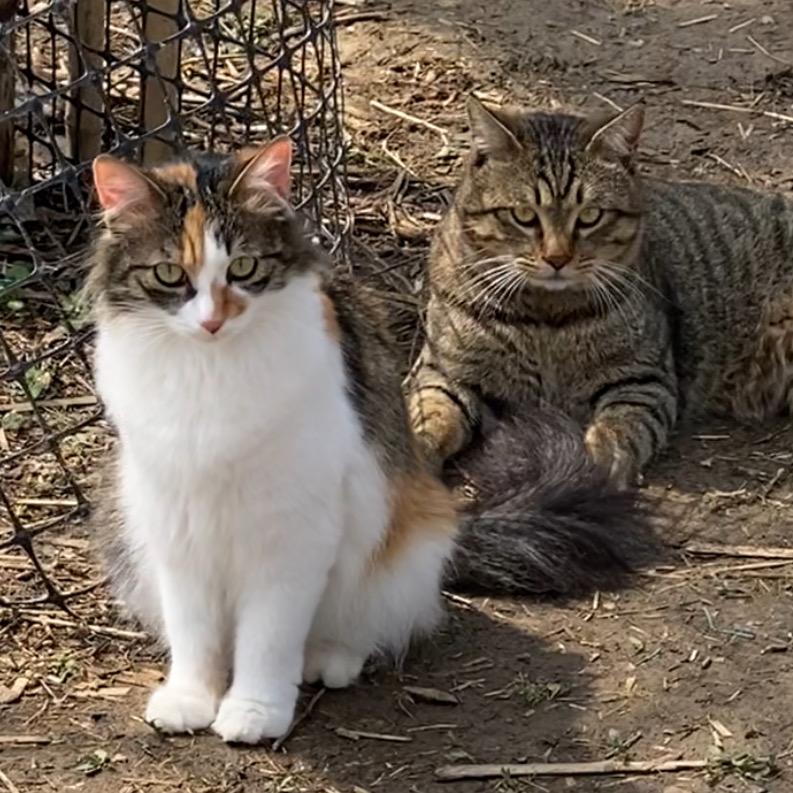 多猫先生李健