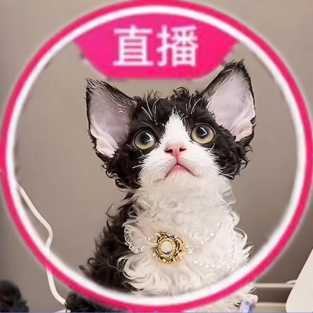 小卷家德文（一千起)