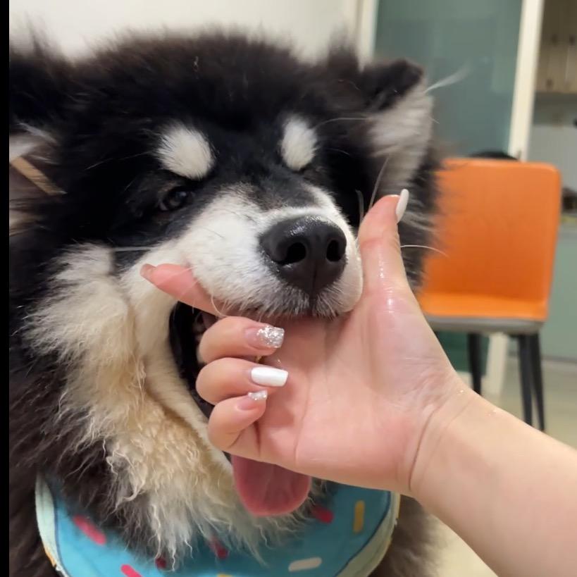 阿拉坦克熊🐼