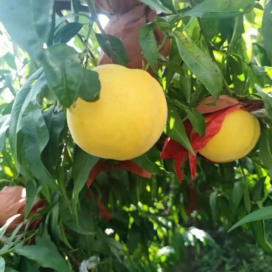 水果三兄弟