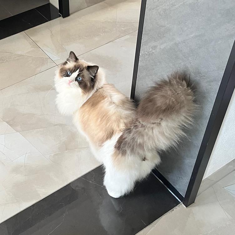 桌子板凳