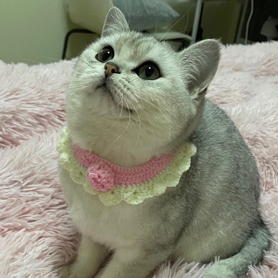 家有三喵