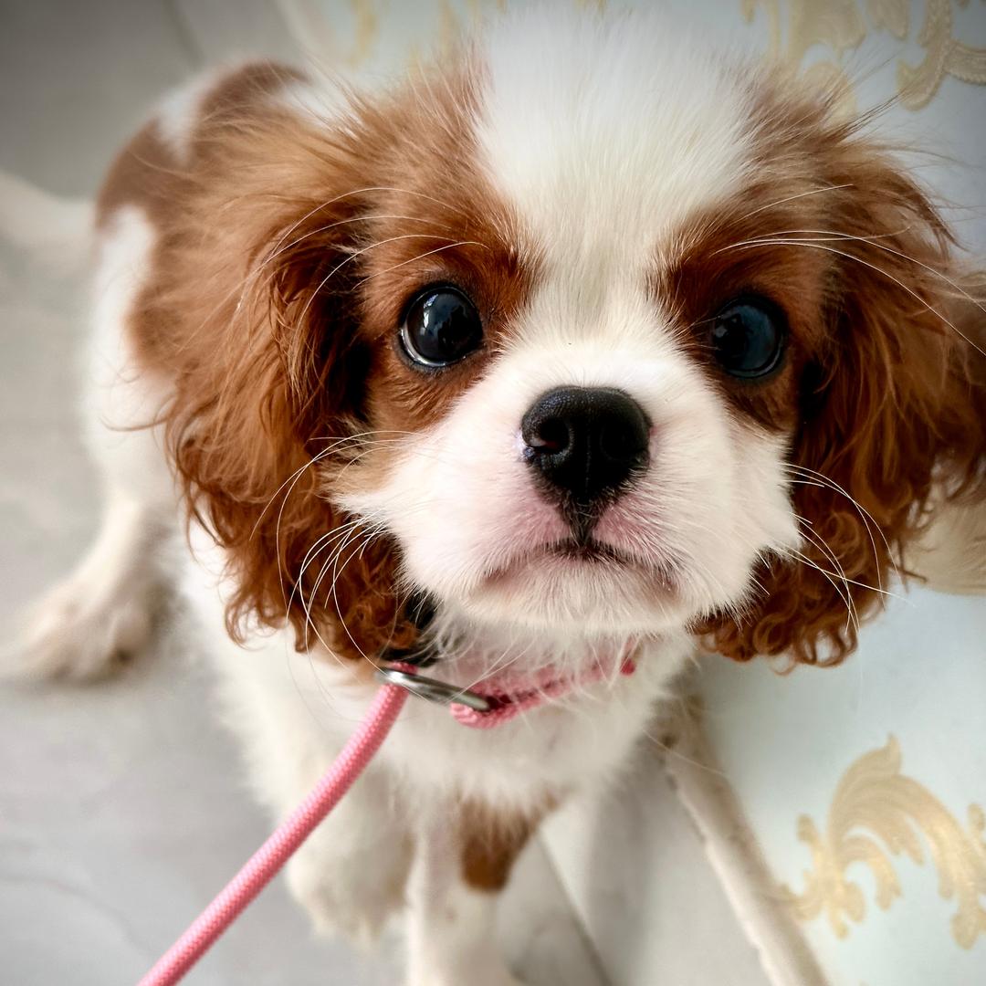 一只可爱的小查理