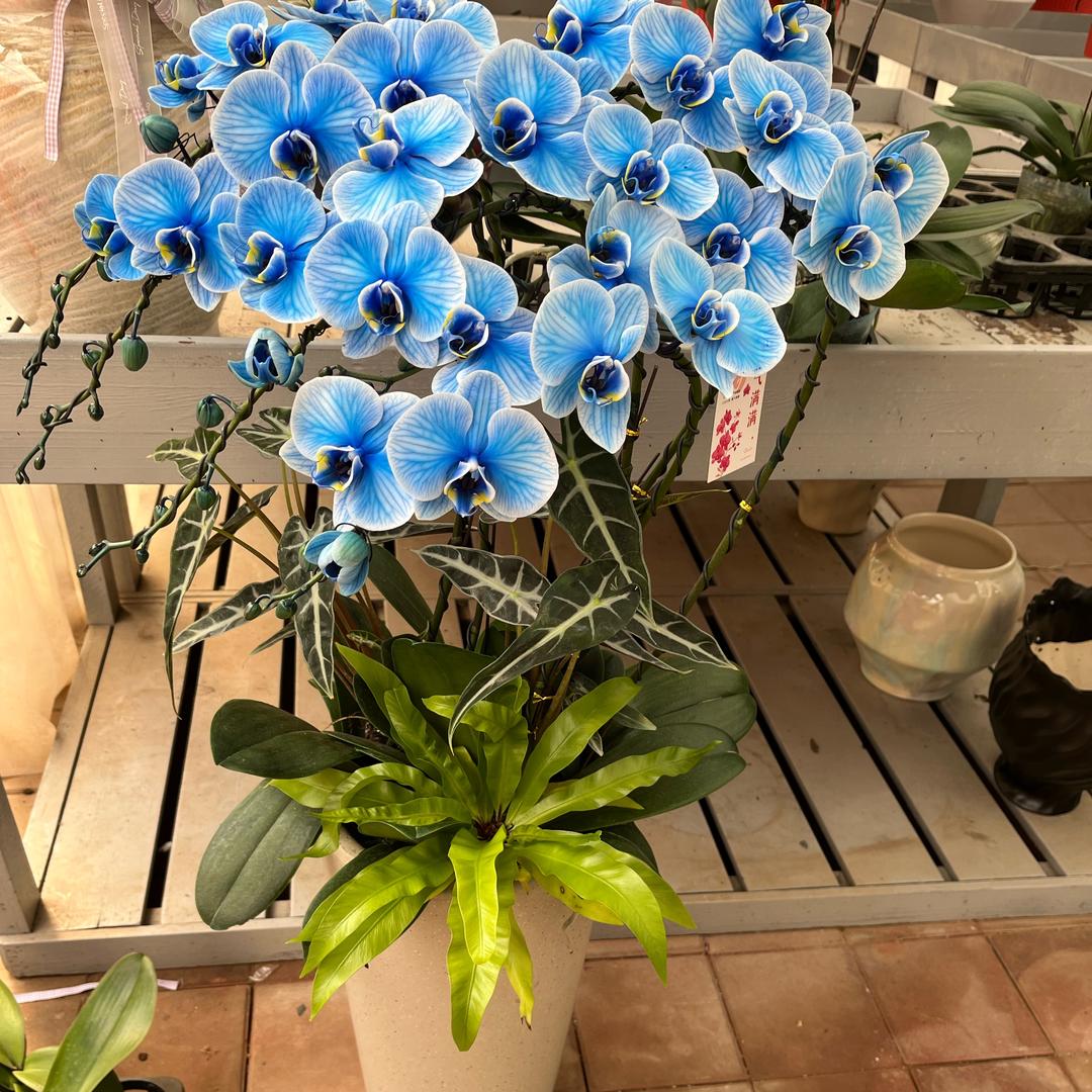 亚泰花卉（市场）