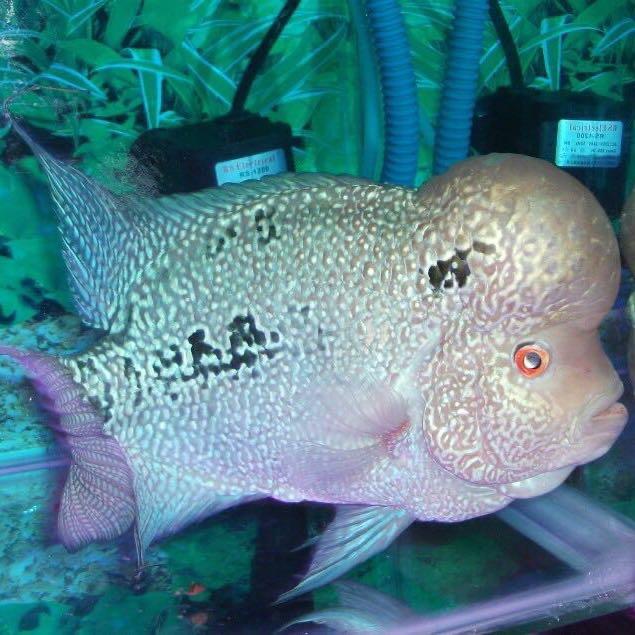 莫莫水族罗汉鱼直播间