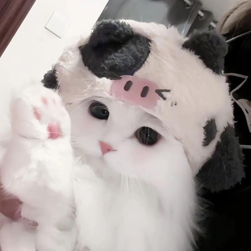 宠你而来🐱🐶