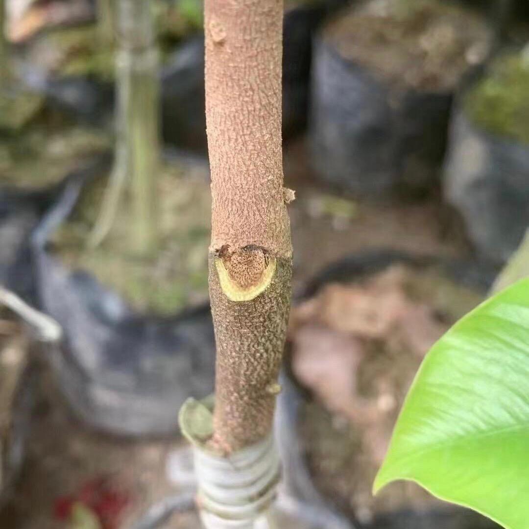 香王奇楠苗圃