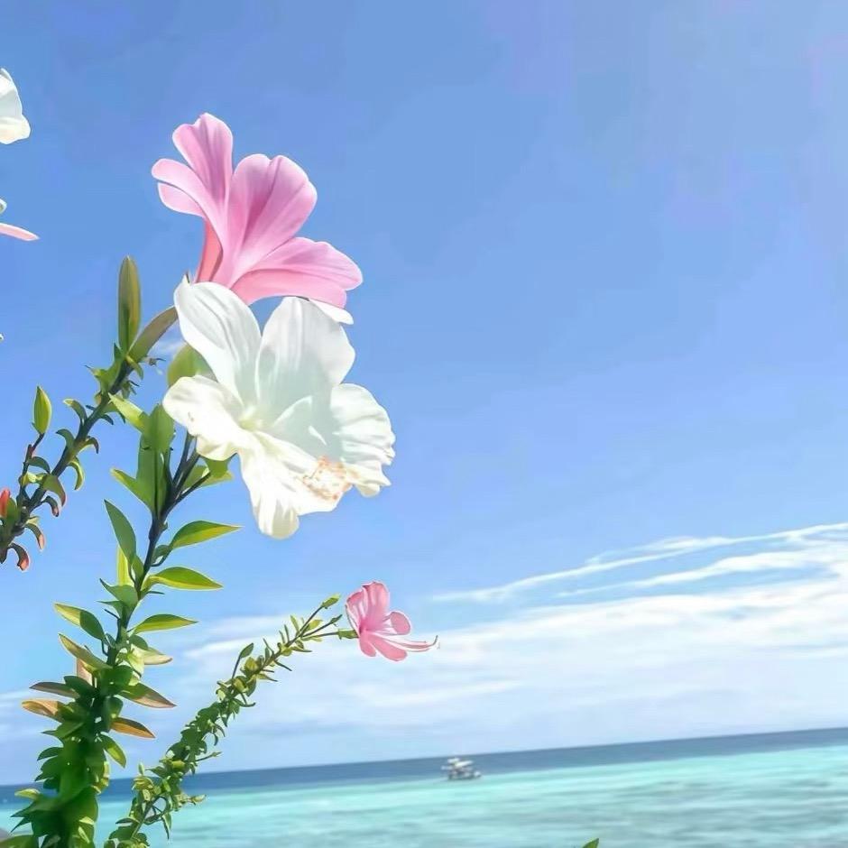 淄博轩阳网络科技