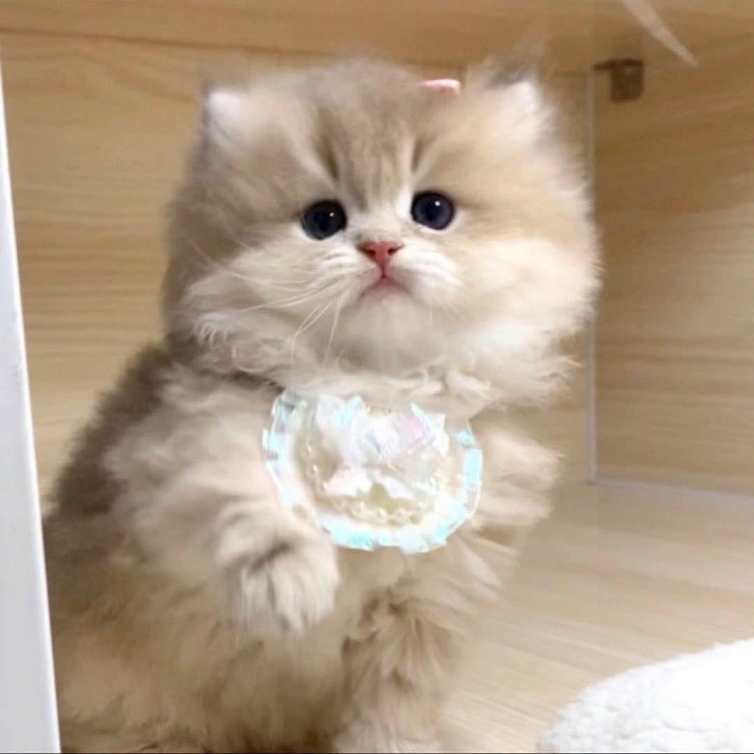 时光与猫🐱