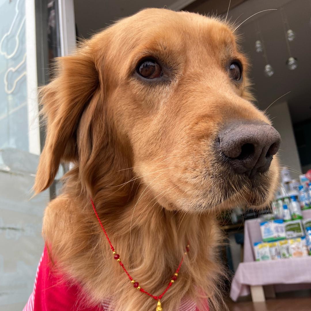 秃头的…胖儿…