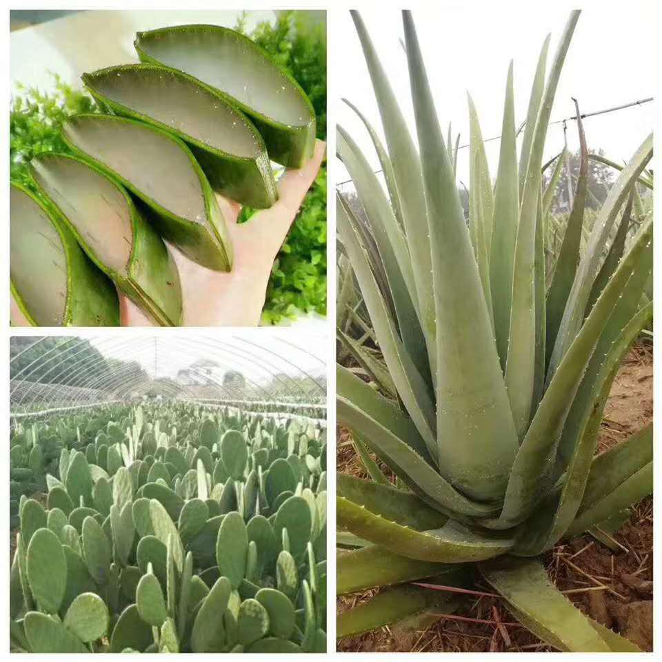 露露芦荟种植