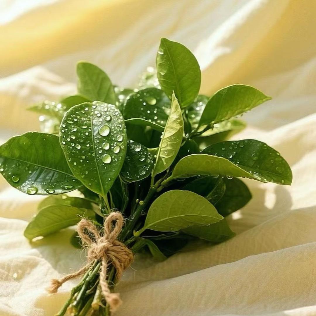 全瓷贴面，牙齿康兰宝👄