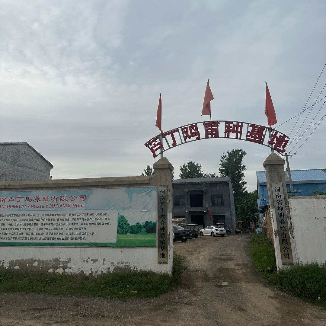 河南芦丁鸡养殖场