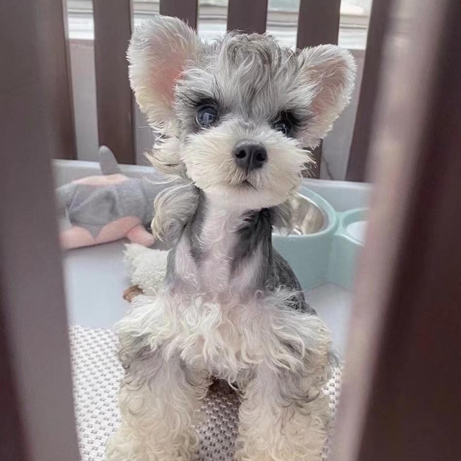 沈阳嘉嘉宠物店