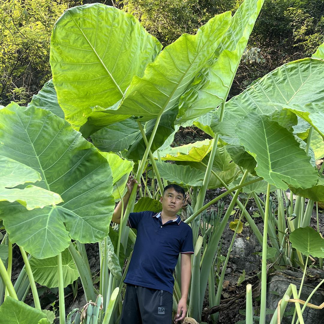 聚宝绿植