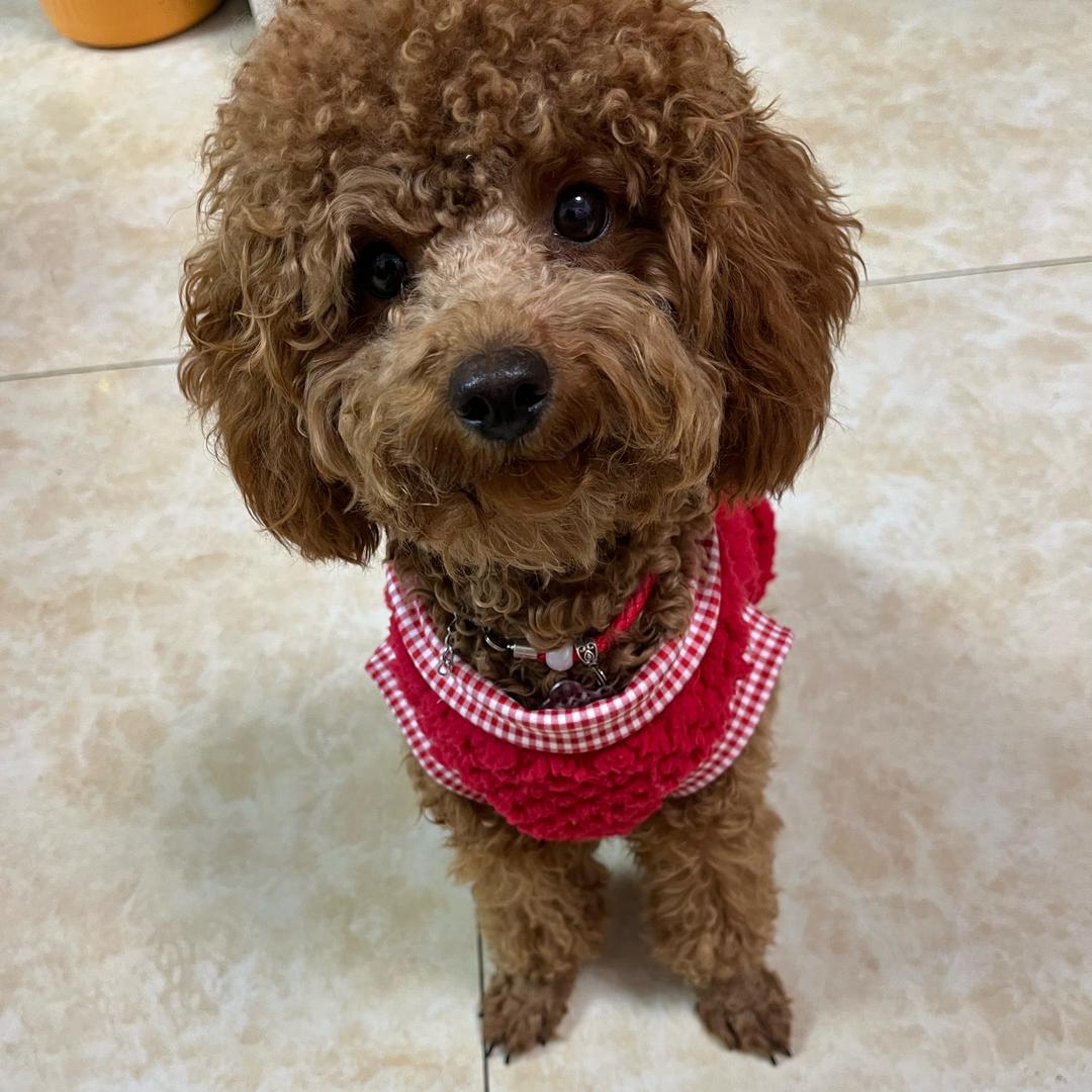 会发亮的星星⭐