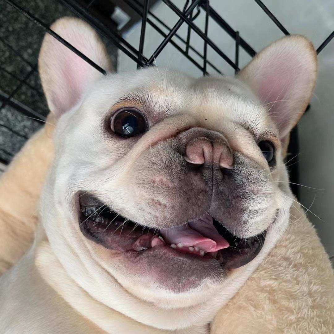 茶小丸头像