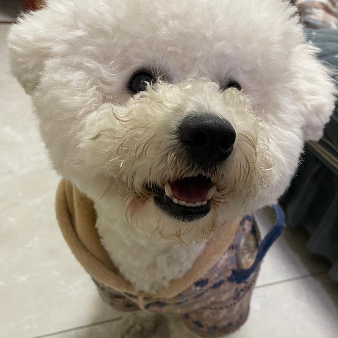 野猪乔治🐗