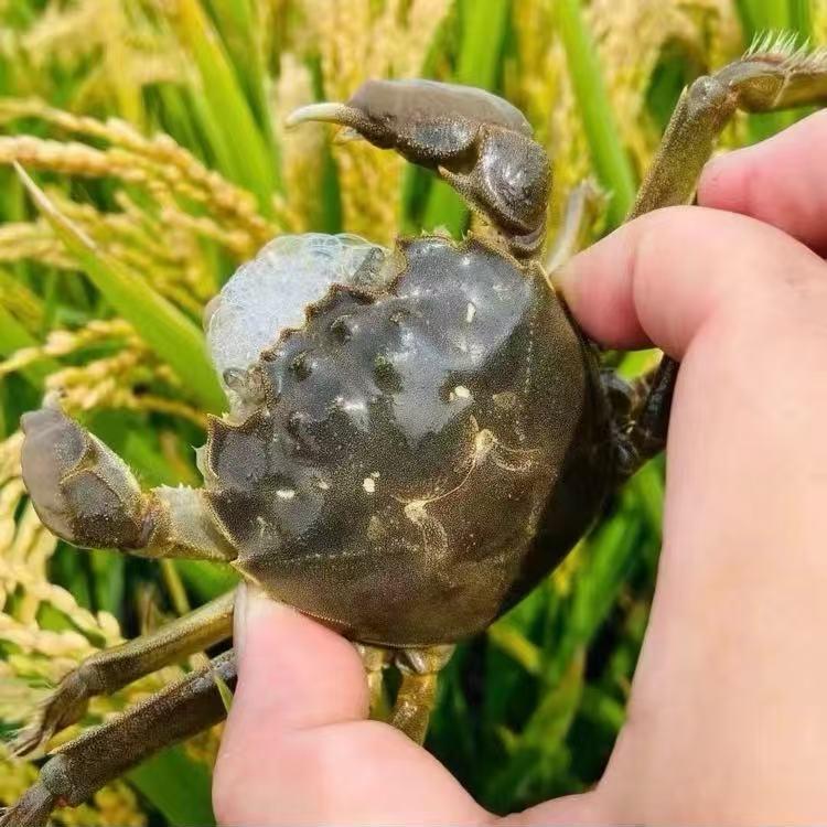 七姐夫
