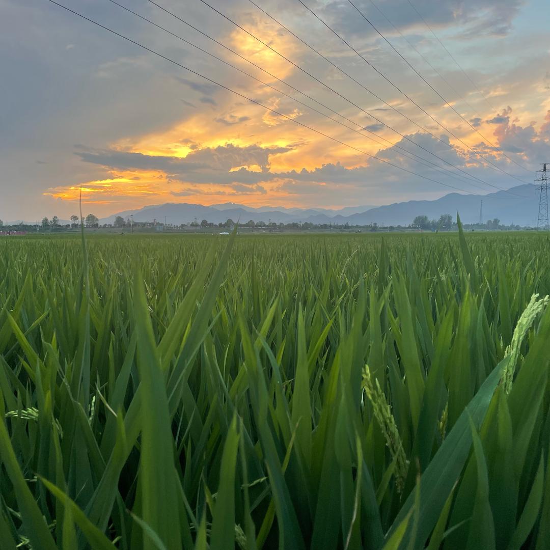 陈玉帅废纸采购销售