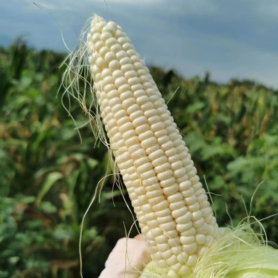 五丰田园【甜糯玉米】