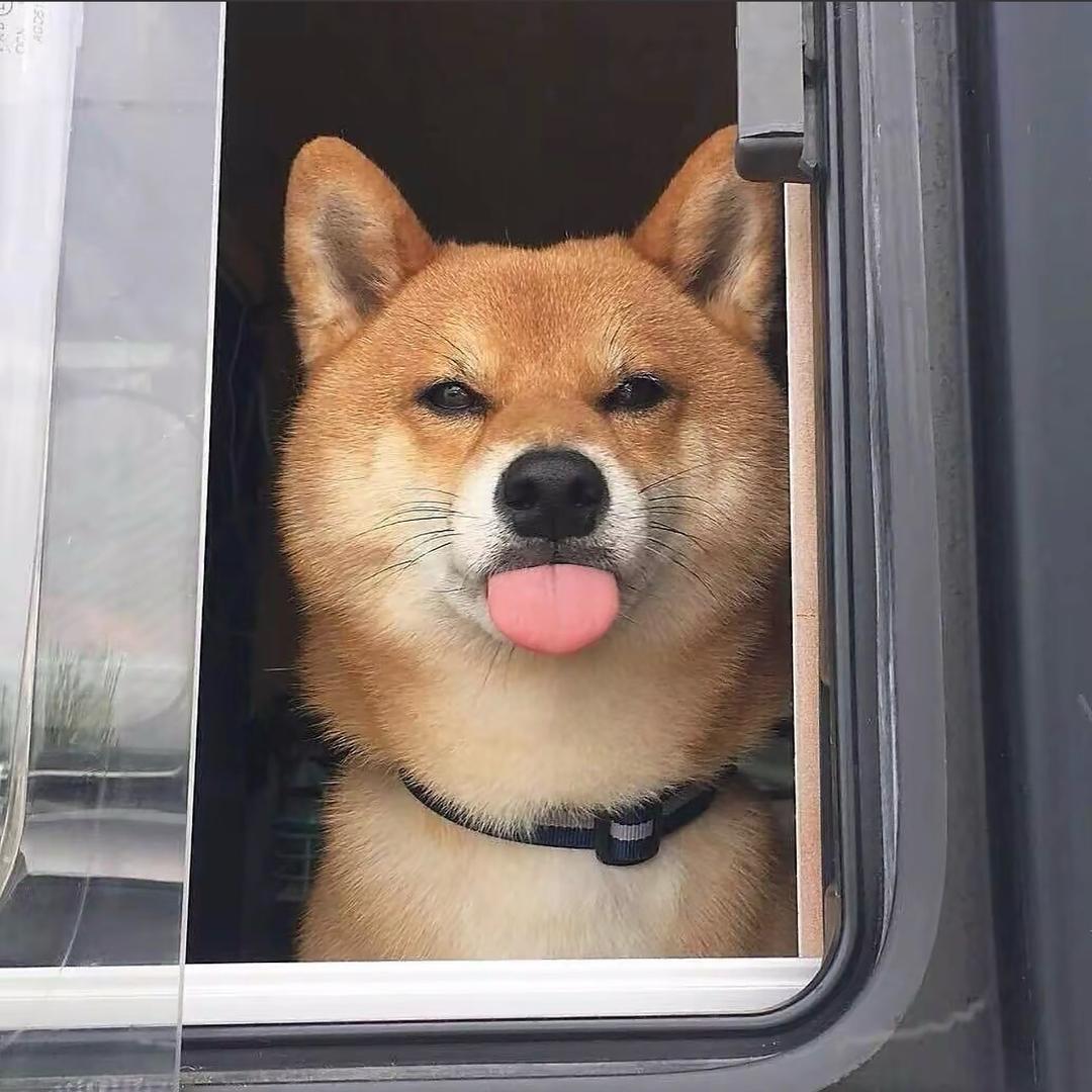 爱在路上🐾