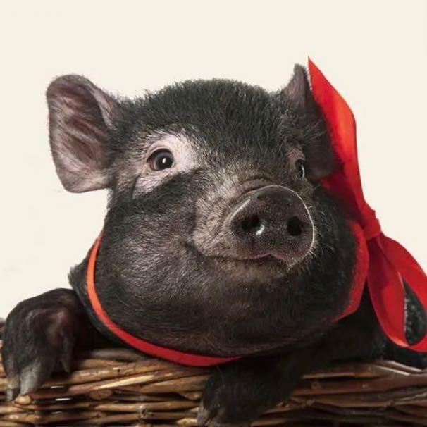 王者荣耀韩小七@抖音