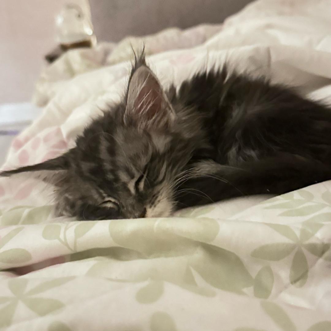 猫咪市下雨了
