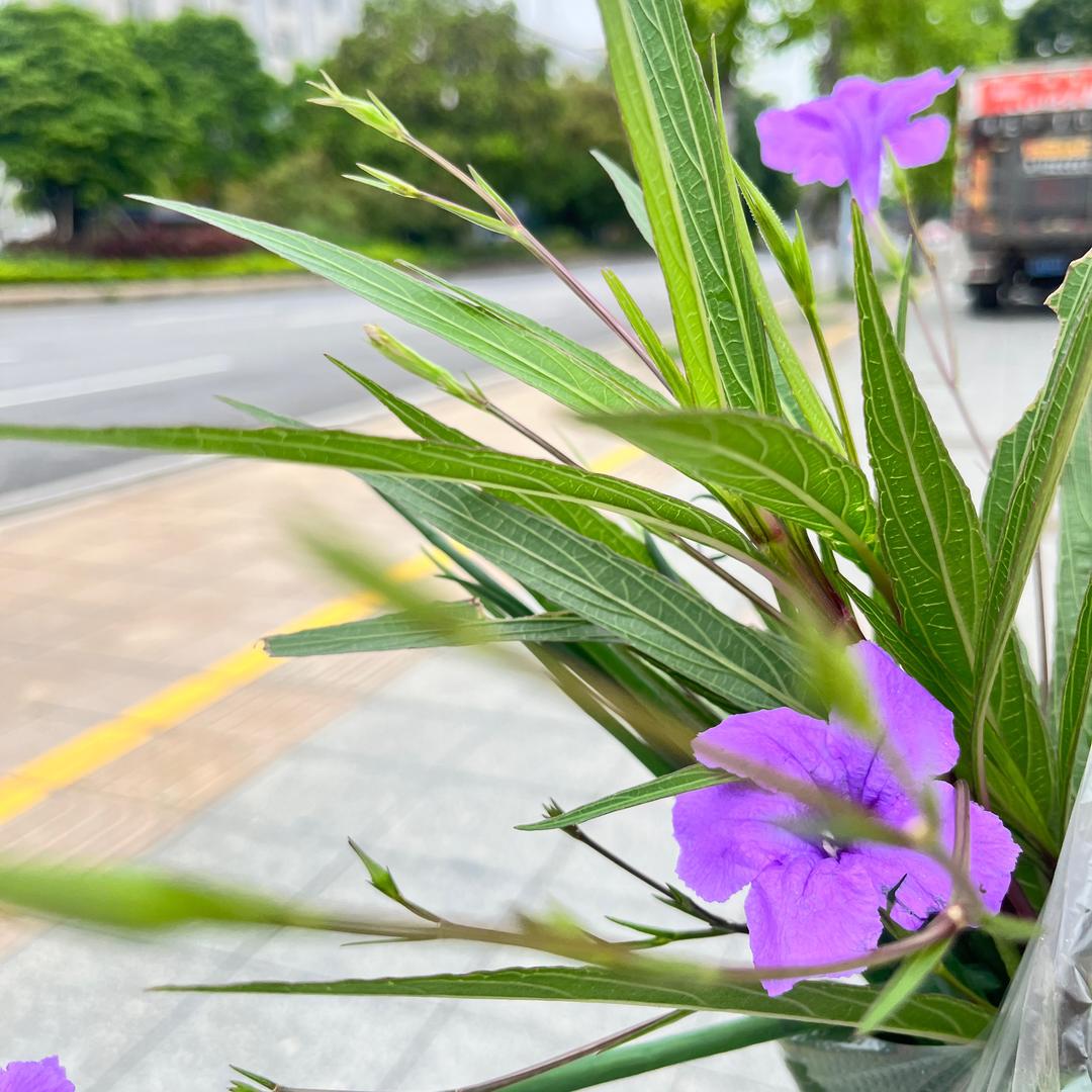 💫🎆熏衣草✨💫