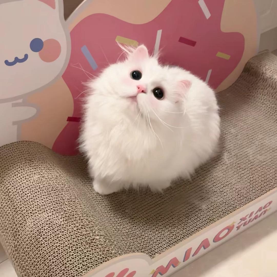 小呆魚