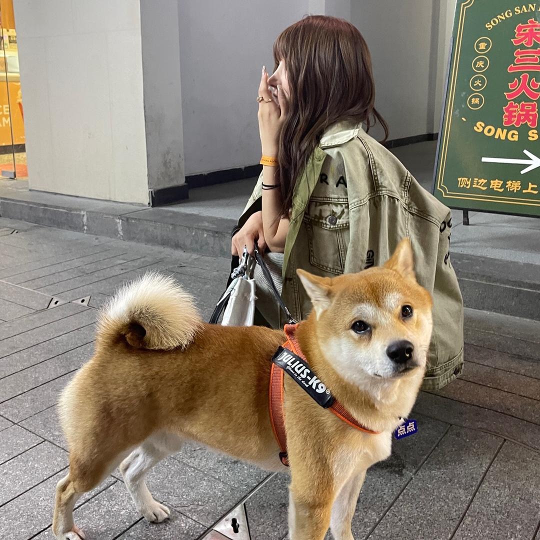 美女懒羊羊