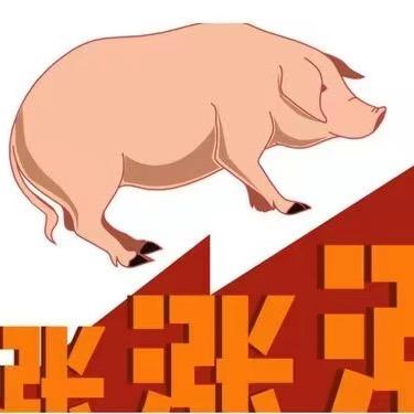雷哥养猪