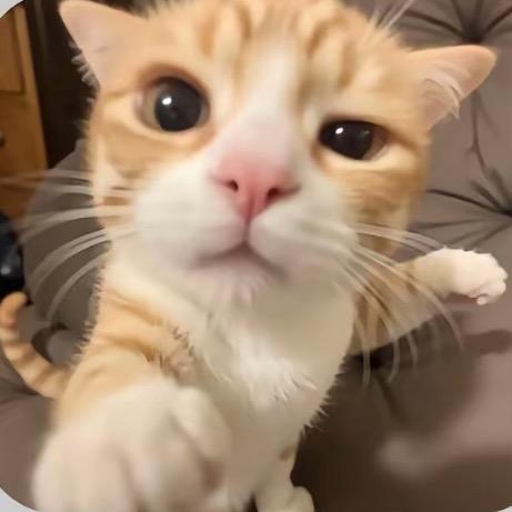 秣茴