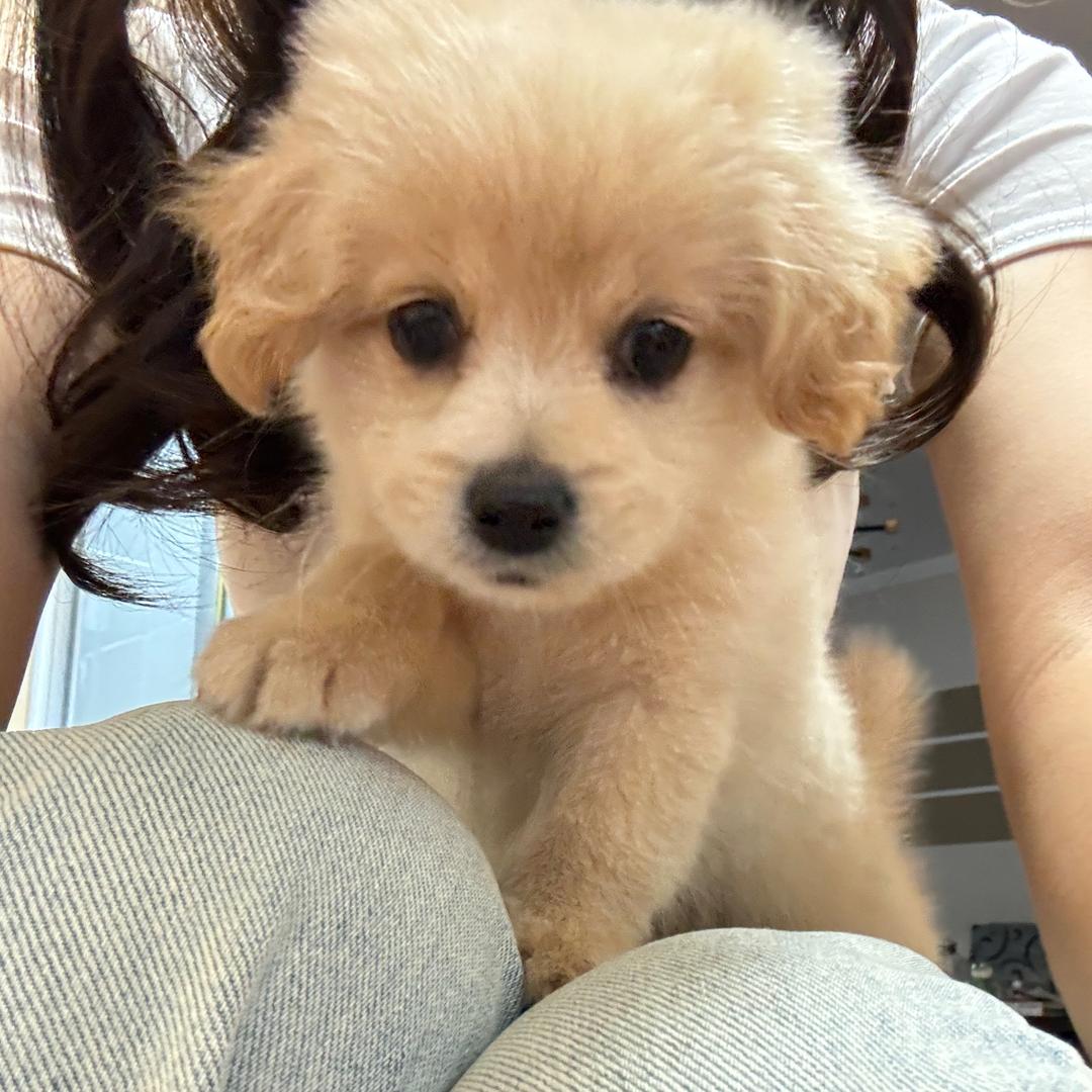 小迷糊