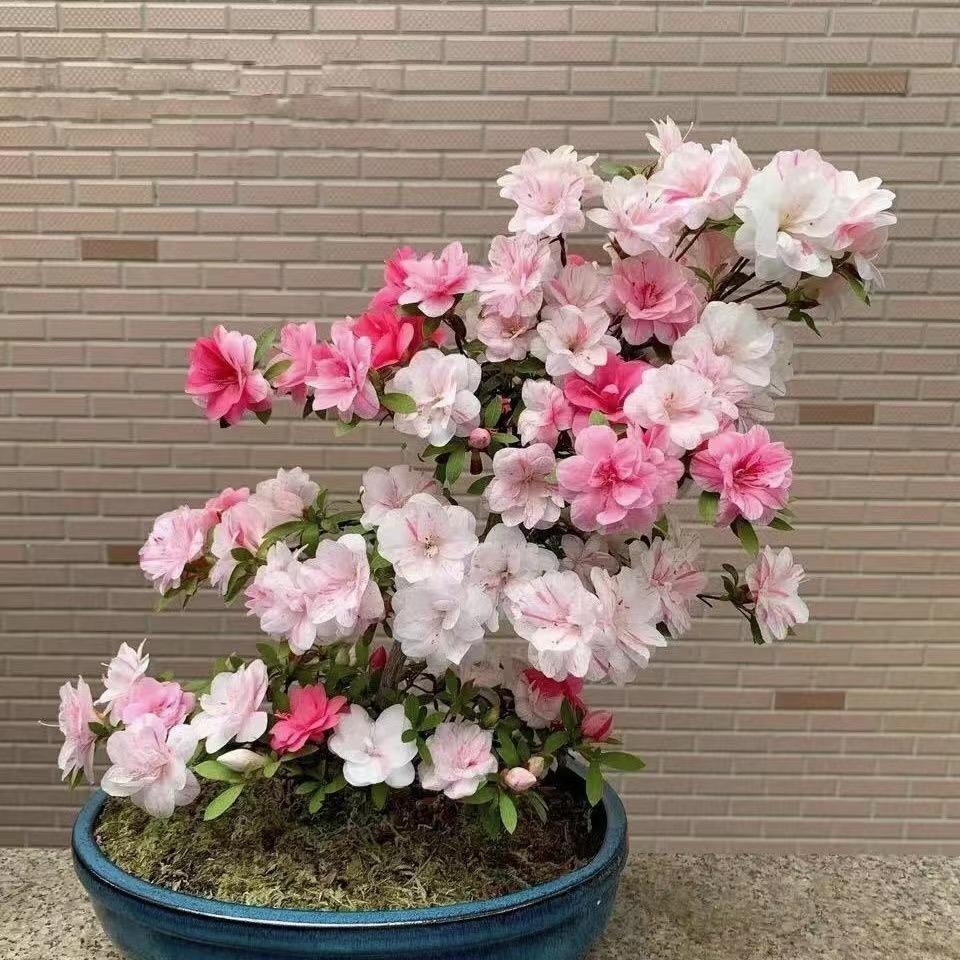 虎妞花木场